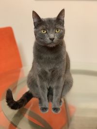Portrait of cat sitting on floor
