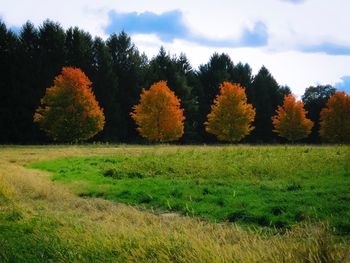 Trees on field against sky