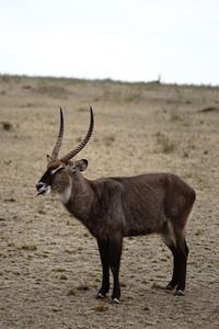 Deer standing on field showing tongue 