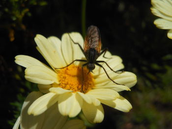 Close-up of butterfly pollinating on flower