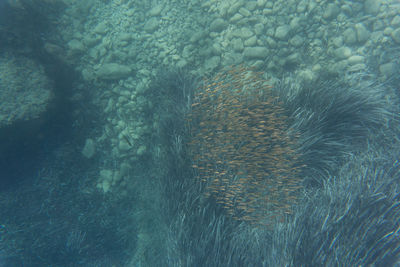 High angle view of jellyfish swimming in sea