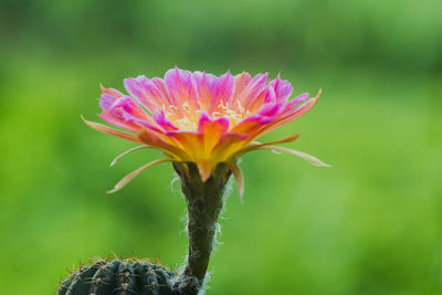 Close-up of pink flower