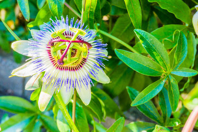 Close-up of purple flowering plant