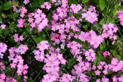 Close-up of flowers blooming outdoors