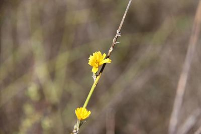 Close-up of yellow flowering plant