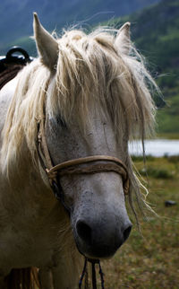 Mongolian horse