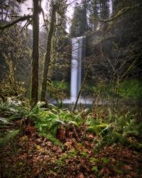 Plants and trees in forest