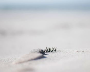 Plants growing in sea