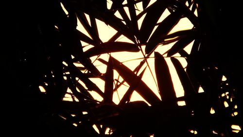 Low angle view of silhouette trees against sky at night