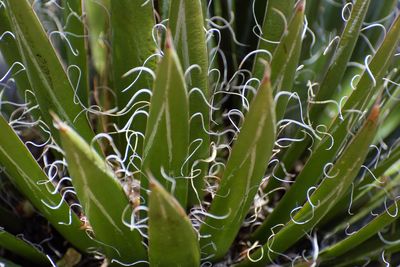 Full frame shot of plants growing on field