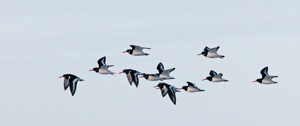 Low angle view of birds flying in the sky