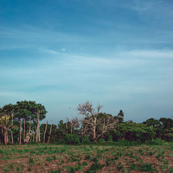 Trees on landscape against blue sky