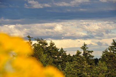 Plants growing on land against sky