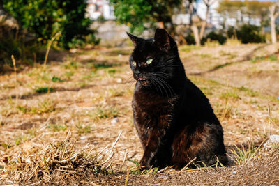 Black cat sitting on field