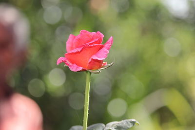 Close-up of pink rose