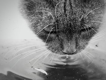 Close-up of cat drinking water