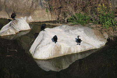 Birds perching on rock by lake