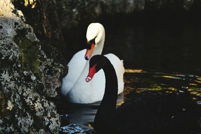 Close-up of swan swimming in lake