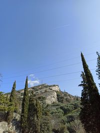 Low angle view of trees against clear sky