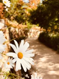 Close-up of white flower blooming outdoors