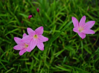 Close-up of purple crocus blooming on field
