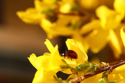 Close-up of ladybug on yellow flower