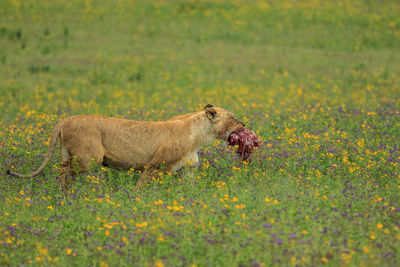 Lioness carrying meat walking on field