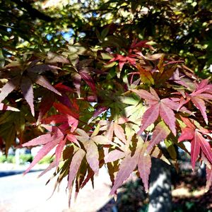 Close-up of red leaves on tree