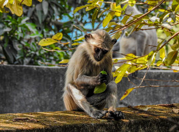 Monkey sitting on tree