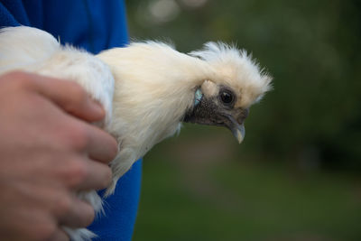 Close up of white silkie chickens face whilst she is carried by a person in a blue jumper. blue beak