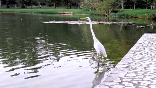 View of birds in lake