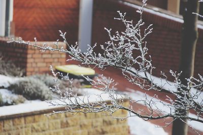 Close-up of frozen plant against building