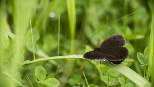 Close-up of butterfly pollinating on grass