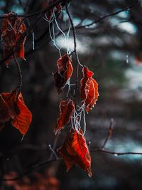 Close-up of dry leaves on branch