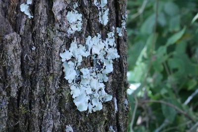 Close-up of mushroom growing on tree trunk