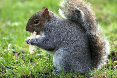 Close-up of squirrel on rock