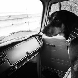 Dog looking through car window