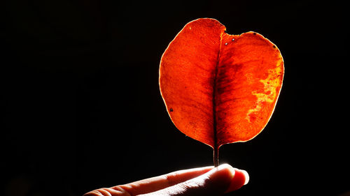 Close-up of hand holding red leaf against black background