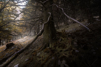 Low angle view of trees in forest
