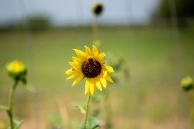 Close-up of yellow flower on field