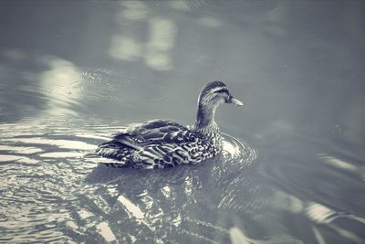 Duck swimming in a lake