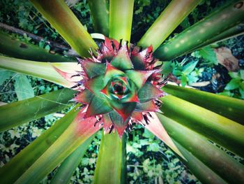 Close-up of plant