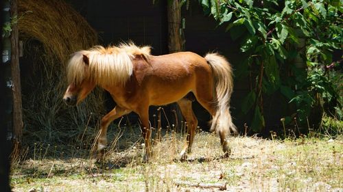 Horse standing on field