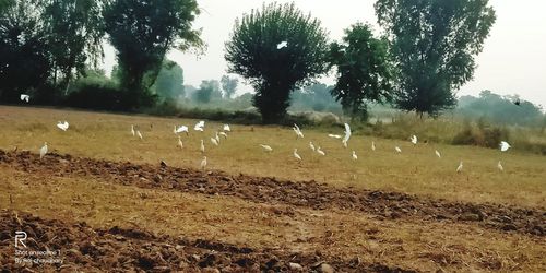 View of birds on field against trees