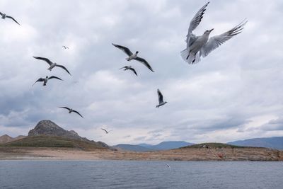 Flock of seagulls flying in sky