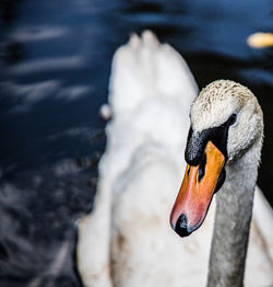 Close-up of swan swimming in lake