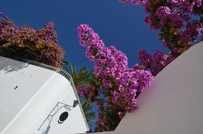 Pink flowering plants against clear sky