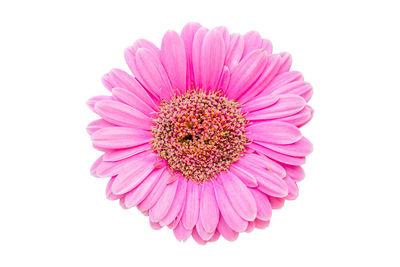 Close-up of pink flower against white background