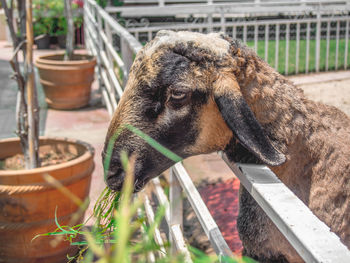 Close-up side view of a goat