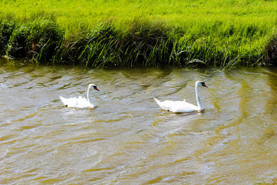 High angle view of swans in water